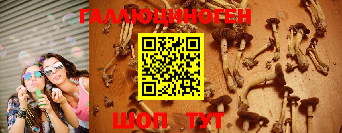 Псилоцибиновые грибы Psilocybe Дербент